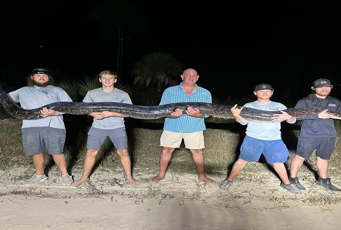 Men Capture Massive Foot Python In Florida Pics Are Viral