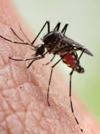 Dengue