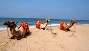 The pristine and unexplored Ganpatipule beach is the main attraction among tourists and mainly the adventure enthusiasts. The 6km long beach is opted with water-sports like motor boats, rowboats, water scooters, aero boats and pedal boats.