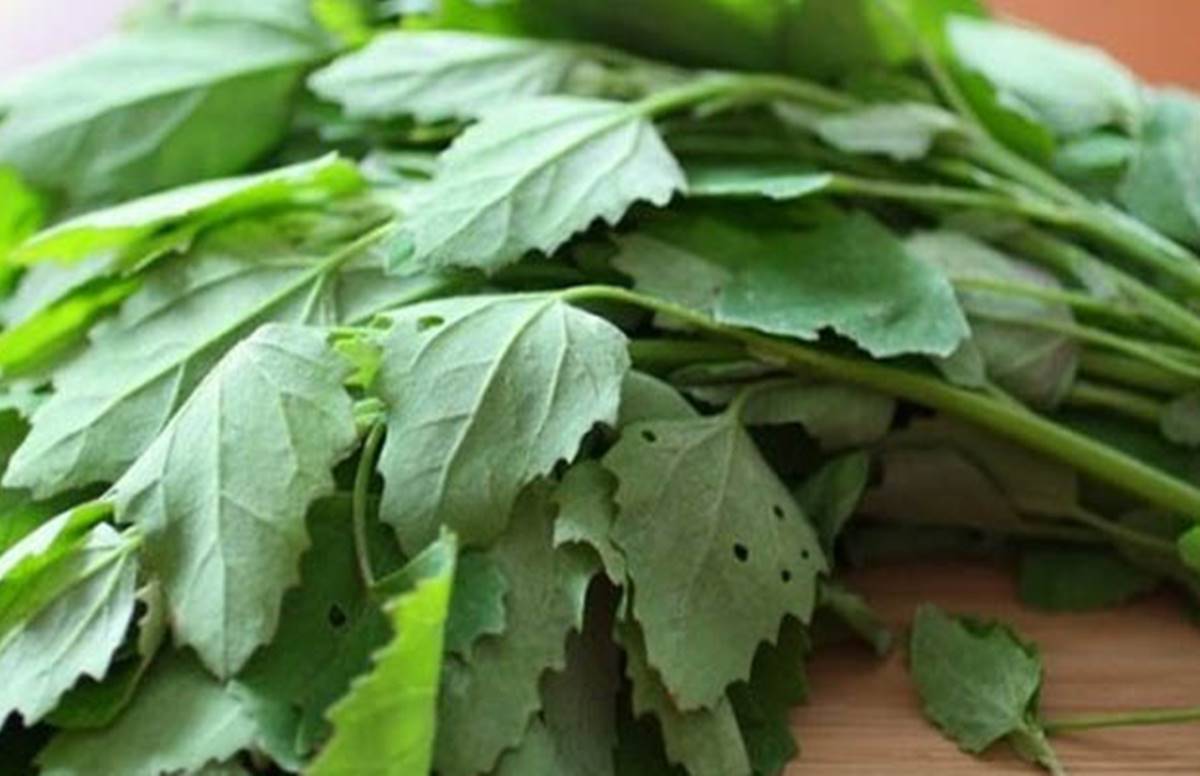 benefits-of-bathua-leaves