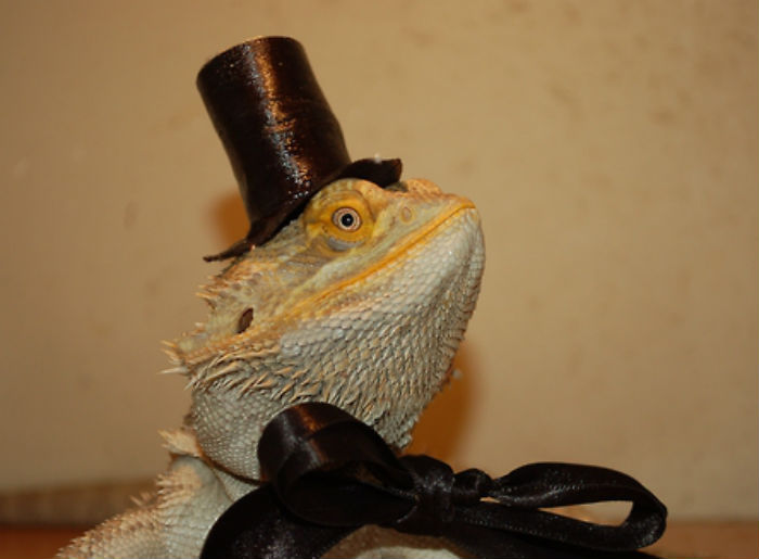 23 pictures of lizard in hat prove they are ultimate party animals