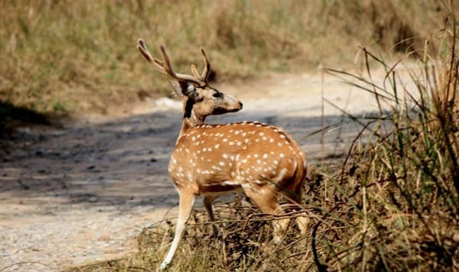 Jim Corbett National Park jim-corbett-national-park-travel
