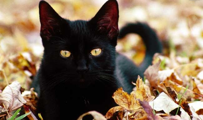 Black Cats