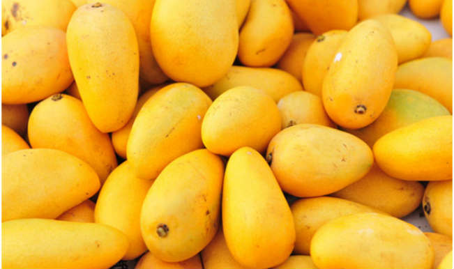Fights cancer boosts complextion Mangoes fruit of the season are tasty  and healthy  Indiacom