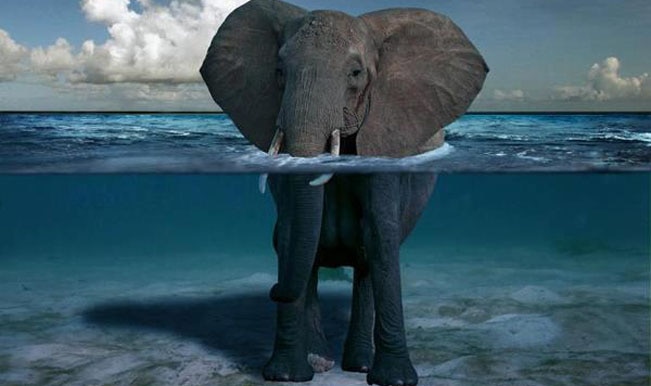 stunning-photo-of-an-elephant-standing-in-the-ocean-off-the-coast-of-africa.jpg