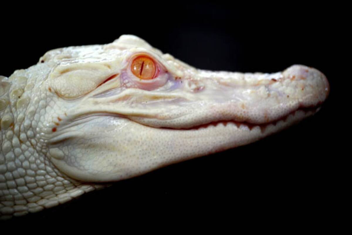 Gori, the rare albino crocodile, lays eggs after four decades