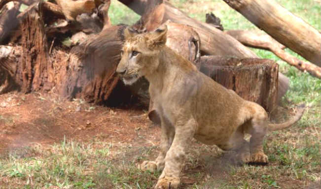 Ban Ki-moon adopts lion cub 