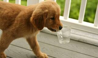 Top 4 cutest little things that dogs do