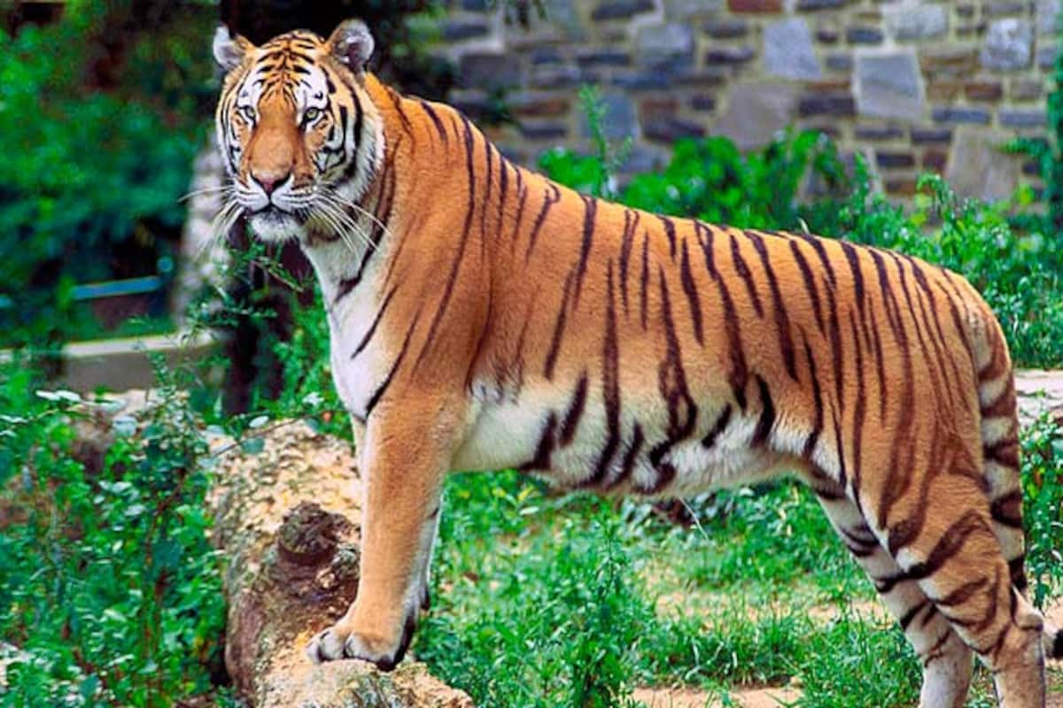 Tigers still roam wild in these 13 tiger-range countries