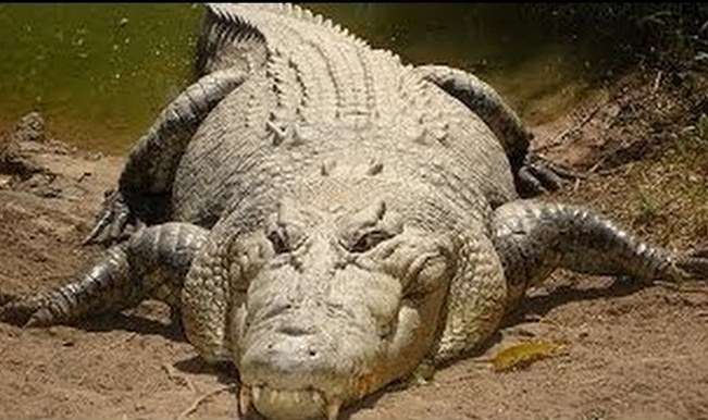 Albino crocodile devours fisherman in Australia Albino crocodile devours fisherman in Australia