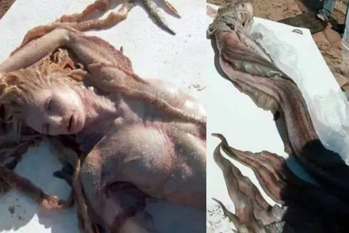 Mermaid found at Porbandar and Karachi beach, oh really? | India.com