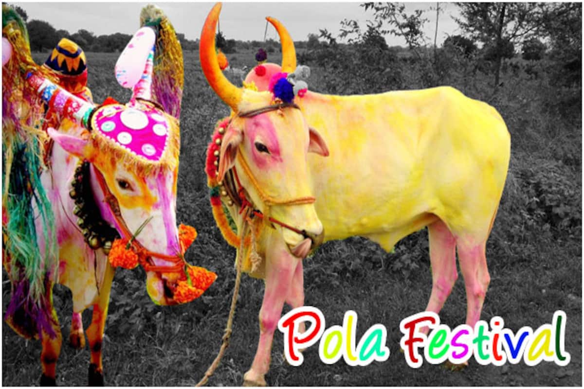 Importance of the Pola festival of Maharashtra for farmers | India.com
