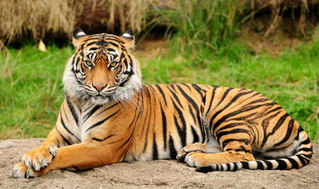 Arunachal Pradesh may get its thrid tiger reserve 