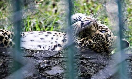 Kufri Zoo in Kufri | Get Detail Information on Kufri Zoo & Other Adventurous Activities in Kufri Kufri Zoo in Kufri | Get Detail Information on Kufri Zoo & Other Adventurous Activities in Kufri