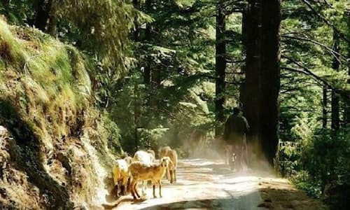 Khajjiar Kalatop Wildlife Sanctuary in Khajjiar | Get Detail Information on Kalatop Wildlife Sanctuary & Other Adventurous Activities in Khajjiar | Travel.india.com