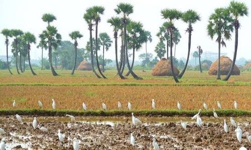 Coringa Wildlife Sanctuary in Kakinada | Get Detail Information on Coringa Wildlife Sanctuary & Other Adventurous Activities in Kakinada | Coringa Wildlife Sanctuary in Kakinada | Get Detail Information on Coringa Wildlife Sanctuary & Other Adventurous Activities in Kakinada |