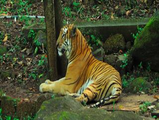 Mhadei wildlife sanctuary