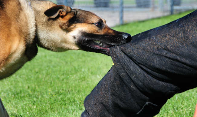stray dog bite treatment