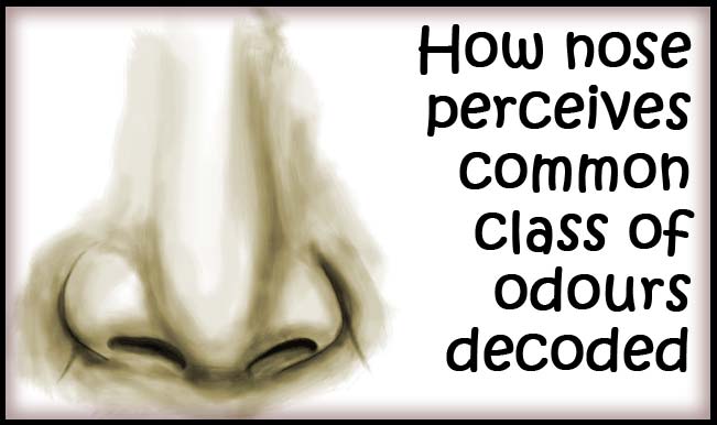 How Nose Perceives Common Class Of Odours Decoded India