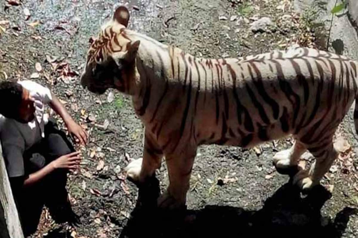 White tiger attack: Guard at Delhi zoo reveals shocking fact! 
