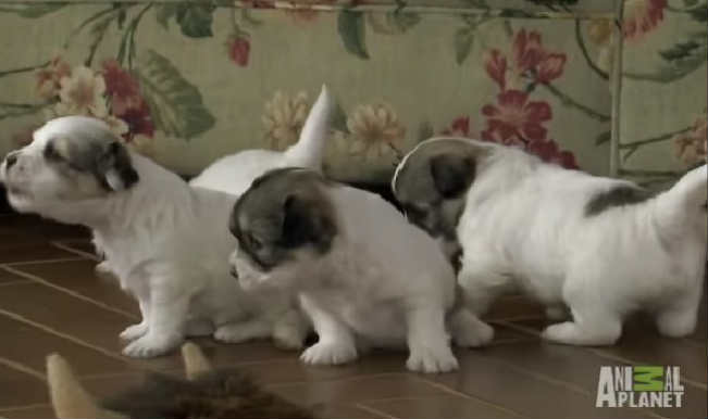 Cuteness overloaded: Baby goat finds innovative ways to play with cute puppies! Cuteness overloaded: Baby goat finds innovative ways to play with cute puppies!