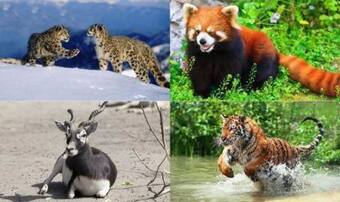 Travel Articles | Travel Blogs | Travel News & Information | Travel Guide | Endangered Animals in India That You Should See Before They Vanish! Travel Articles | Travel Blogs | Travel News & Information | Travel Guide | Endangered Animals in India That You Should See Before They Vanish!