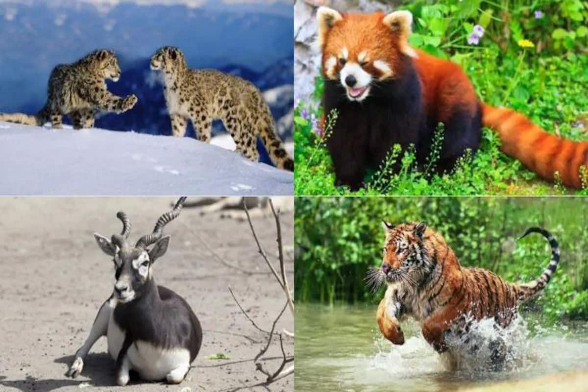 rare animal species in world