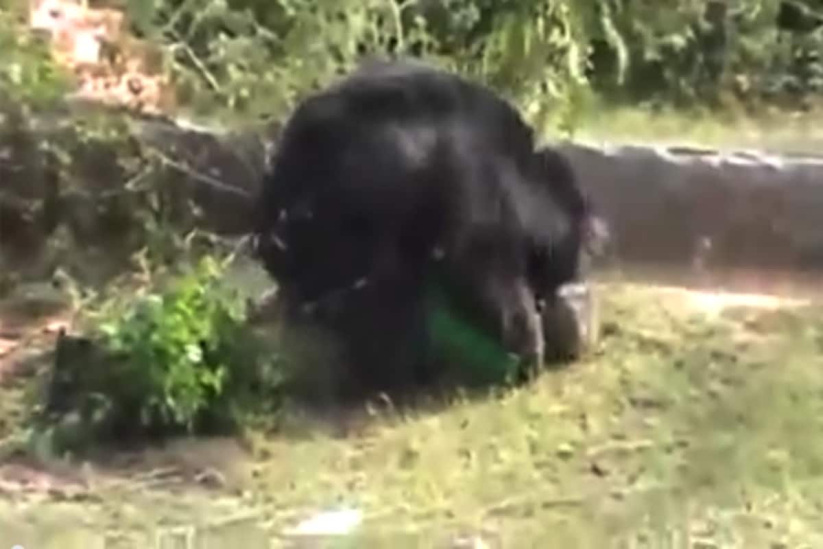 OMG! Bear eats a man alive in Chhattisgarh, watch uncensored full video |  