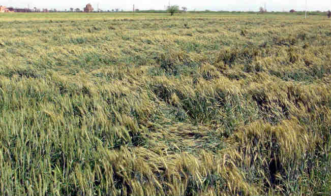 Unseasonal rains damage crops, kill 14 in North India | India.com