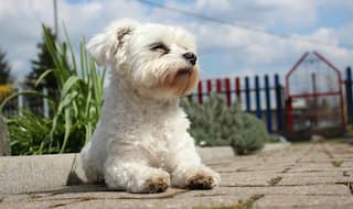 5 unknown facts you must know about dogs!