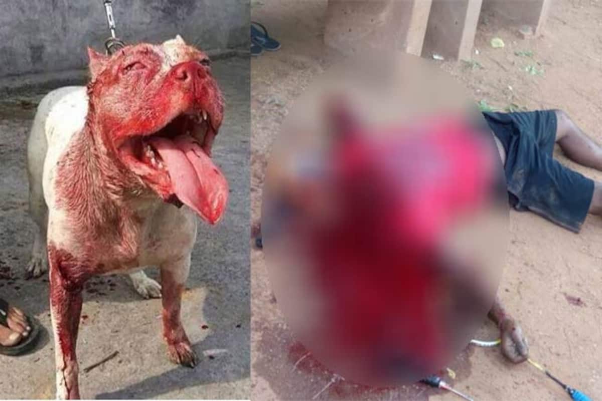 Shocking! Pitbull dog kills his owner; the banned breed beheads ...