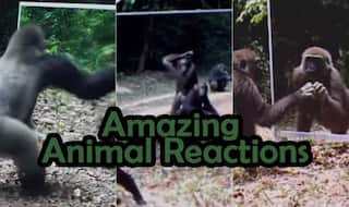 Wild Animals Watch Themselves In Mirror For First Time: Their Reactions Will Leave You Delighted! (Video)