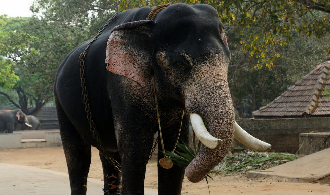 Kerala to have India's first elephant hospital 
