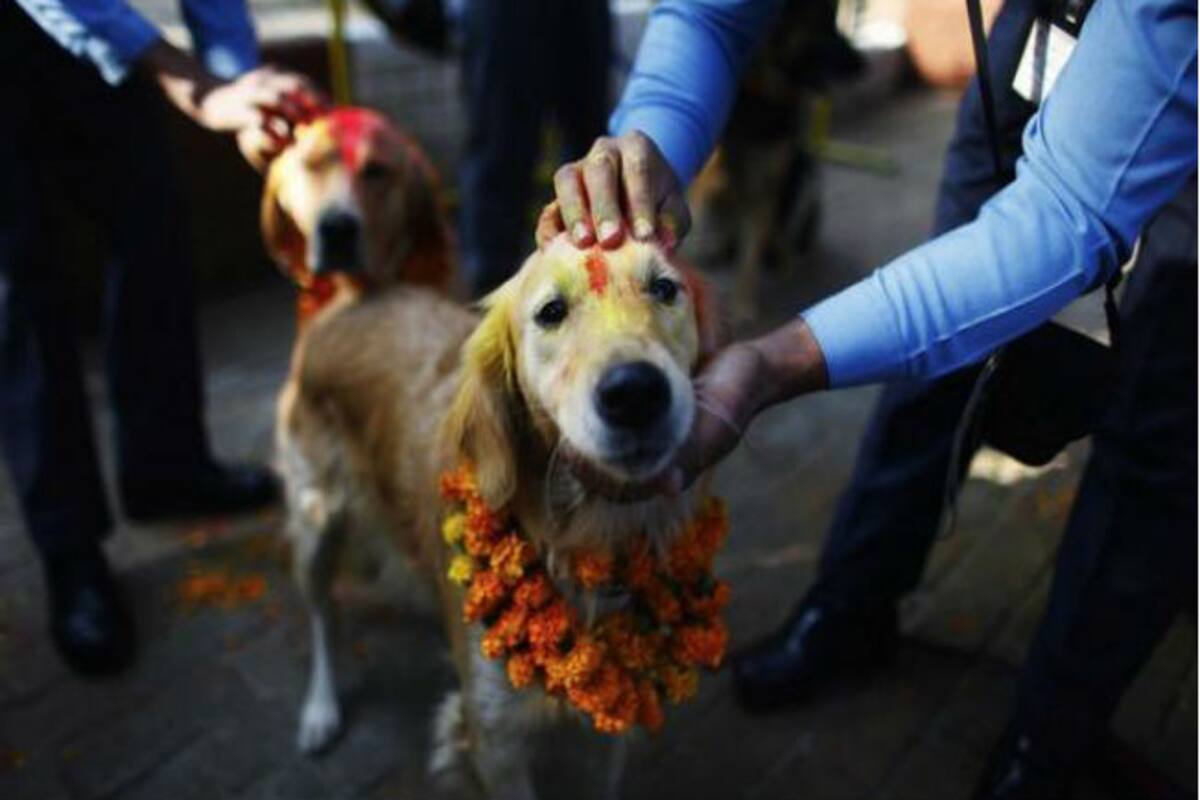 Move over Yulin dog meat festival. Nepal has a festival to thank dogs for  being loyal friends 