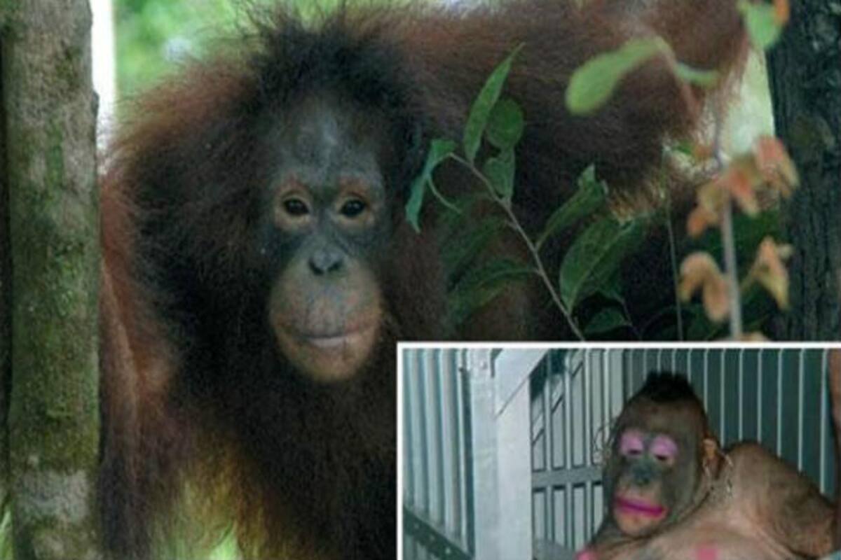 Meet Pony – An orangutan who was forced to be a sex slave! Human cruelty  touched a new low with animal prostitution | India.com