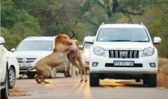 SHOCKING! Lions attack and eat antelope inches away from tourists |  