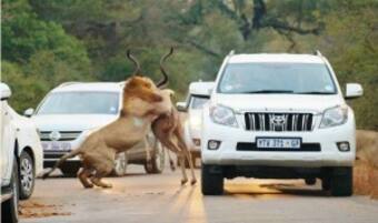 SHOCKING! Lions attack and eat antelope inches away from tourists | SHOCKING! Lions attack and eat antelope inches away from tourists |
