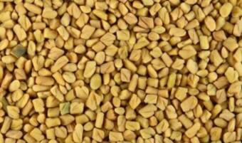 Fenugreek beneficial in many ways increases Sexual power too ...