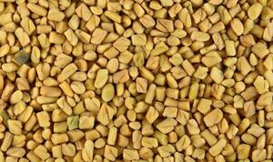 Fenugreek beneficial in many ways increases Sexual power too ...