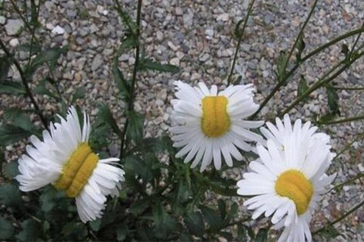 Fukushima radiation effect explained: Mutant daisy flower grows near nuclear plant; pictures go viral Fukushima radiation effect explained: Mutant daisy flower grows near nuclear plant; pictures go viral