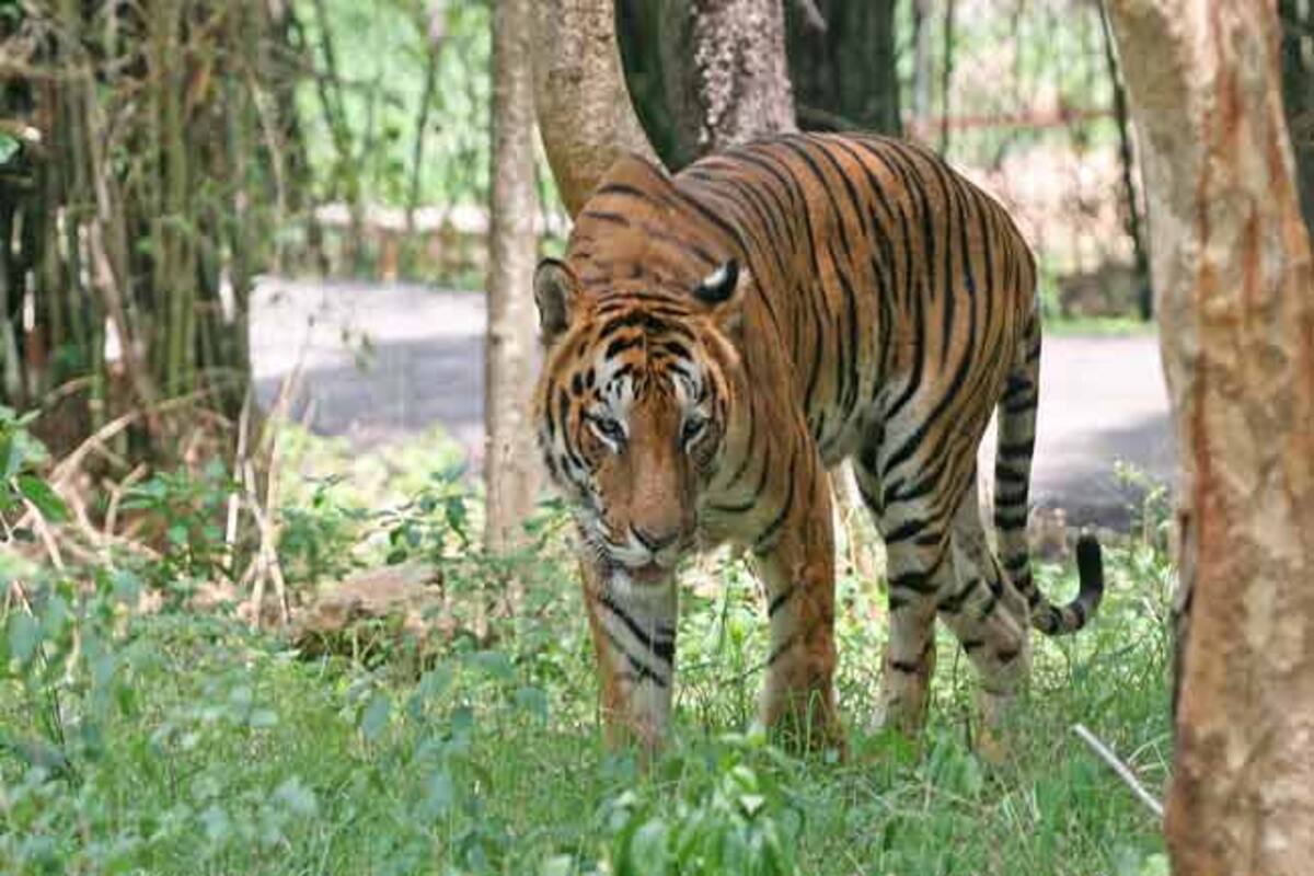 Foresters: Tiger habitat in Buxa Tiger Reserve has shrunk Foresters: Tiger habitat in Buxa Tiger Reserve has shrunk