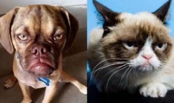 Grumpy cat vs grumpy dog: Which one is cuter! 