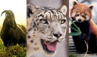 Do You Know Which Are The 21 State Animals of India? Do You Know Which Are The 21 State Animals of India?