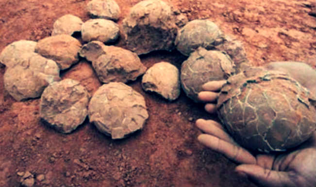 Dinosaur Eggs And Fossil Seized From A Residence In Heyuan City Of ...