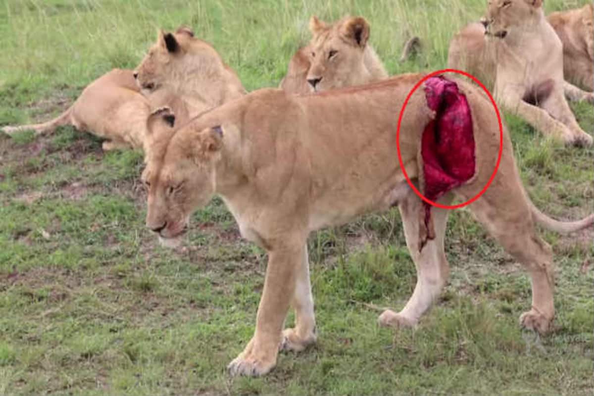 Lioness survives after being gored by a buffalo, watch video (Graphic  Content) 