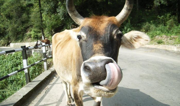 Cow is now the national animal of Nepal. Do you know the national animals  of other countries surrounding India? 