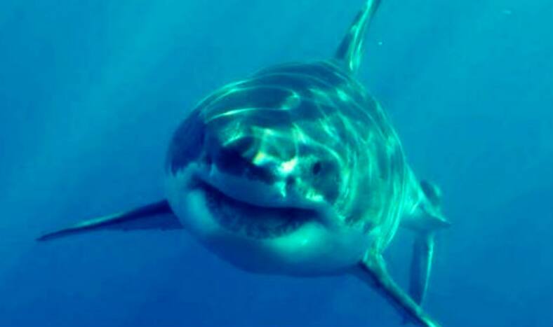 Watch: Disturbing Visuals of Teenager Bleeding; Mauled by Shark ...