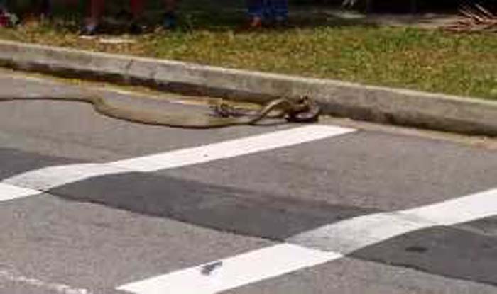 Rare footage of King Cobra attacked by Python in Singapore University ...