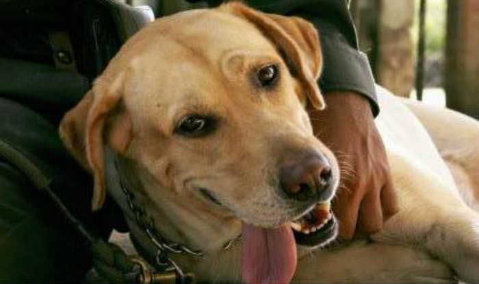 Activists stage protest against culling of stray dogs in kerala