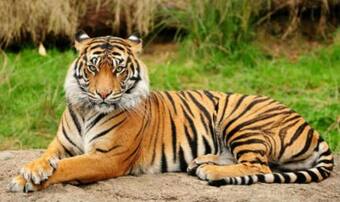 National Tiger Conservation Authority sanctions STPF for two tiger reserves in Telangana National Tiger Conservation Authority sanctions STPF for two tiger reserves in Telangana